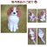 画像4: ペット仏具 オーダー羊毛フェルト わんちゃん お写真から制作 かわいい おもかげ 日本製 羊毛フェルト 犬